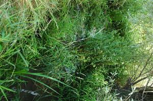 Rozmnožovací habitat C. ornatum na TML Balog n/I, výskyt lariev aj v roku 2013.