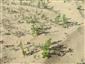 Ambrosia artemisiifolia obsadzujúca voľné pieskové plochy.