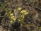 Dekoratívny druh pieskových stanovíšť Helichrysum arenarium