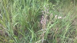 kvitnúci Himantoglossum adriaticum