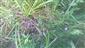 Apium repens mimo TML