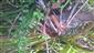 Apium repens mimo TML