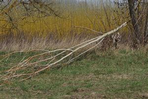 zhryzený strom
