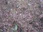 listové ružice Himantoglossum caprinum