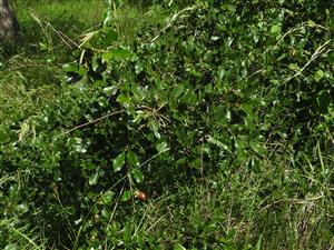 Cerasus fruticosa s plodmi.