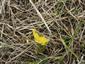 Adonis vernalis obžratý zverou.