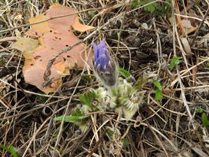 Poožierané celé rastliny Pulsatilla grandis v pokosenej časti.