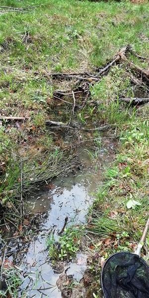 Biotop na starej lesnej ceste