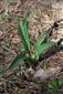 Colchicum arenarium - rastlina s plodom