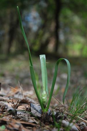 Colchicum arenarium - rastlina s plodom