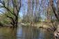 korýtko riečne (20.4.2019)