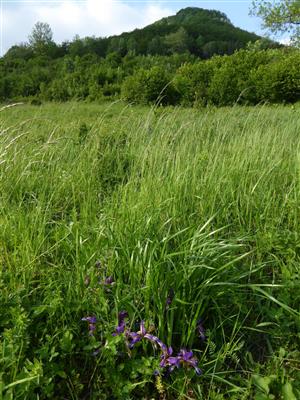 Iris graminea