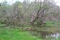 korýtko riečne (3.5.2019)