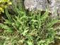 Asplenium trichomanes