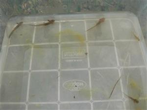 Triturus alpestris