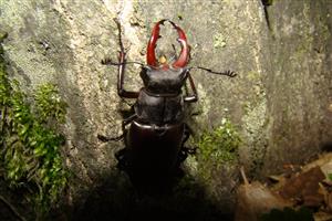 Lucanus cervus - imágo