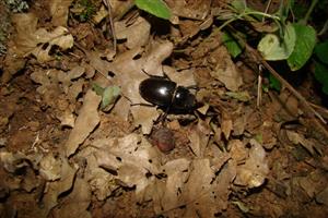 Lucanus cervus - samica