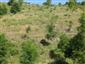 jašterica múrová (28.6.2019)
