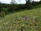 Suchomilné travinnobylinné a krovinové porasty na vápnitom podloží (*dôležité stanovištia Orchideaceae) (28.5.2019)