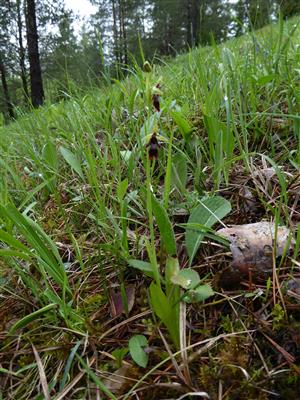 Ophrys insectifera