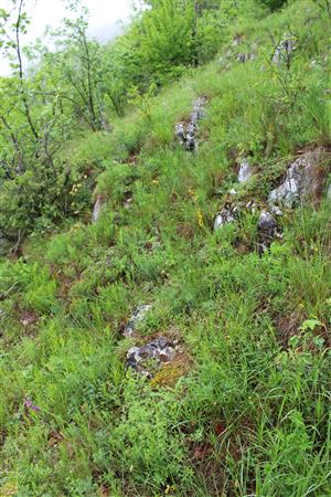 Záber na monitorovaný biotop.