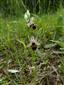 Suchomilné travinnobylinné a krovinové porasty na vápnitom podloží (*dôležité stanovištia Orchideaceae) (31.5.2019)