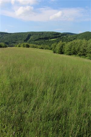 Záber na monitorovaný biotop.