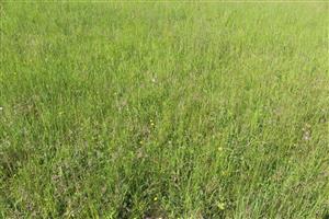 Záber na monitorovaný biotop.