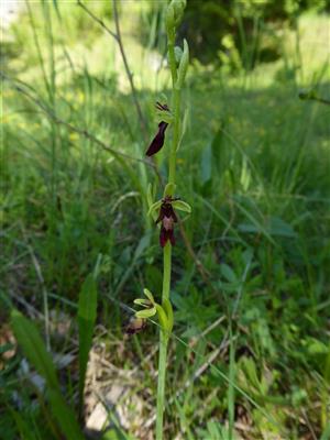 Ophrys insectifera