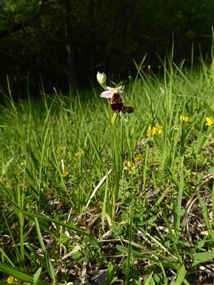 Ophrys holubyana