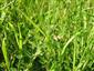 stav živnej rastliny Colias myrmidone na TML_ColiMyrm_010 2. júna 2019