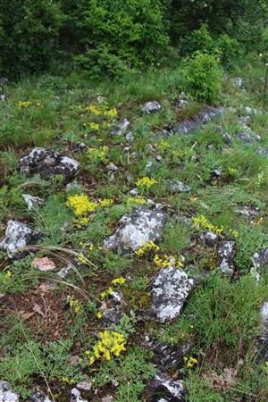 Záber na monitorovaný biotop.