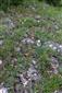 Pionierske porasty na plytkých karbonátových a bázických substrátoch zväzu Alysso-Sedion albi (7.6.2019)