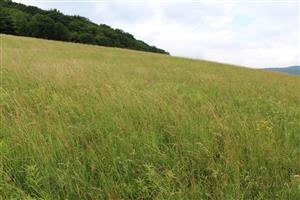 Záber na monitorovaný biotop.