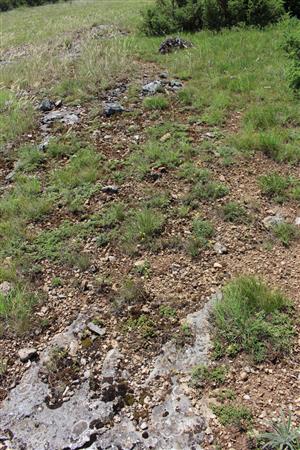 Záber na monitorovaný biotop.