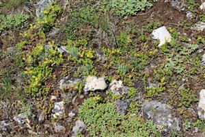 Záber na monitorovaný biotop.