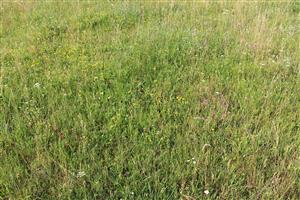 Záber na monitorovaný biotop.