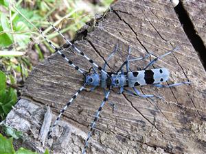 rosalia alpina