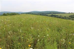 Záber na monitorovaný biotop.
