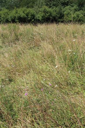 Záber na monitorovaný biotop.