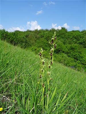 biotop s Ophrys insectifera, narastanie vrstvy sušiny