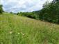 ukážka biotopu v Z časti lokality