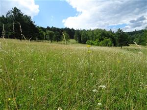 biotop v strednej časti