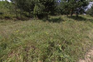 pohľad na nekosenú časť