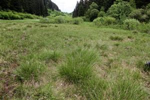 Pohľad na lokalitu, v popredí trsy druhu Carex paniculata