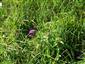 Suchomilné travinnobylinné a krovinové porasty na vápnitom podloží (*dôležité stanovištia Orchideaceae) (9.8.2019)