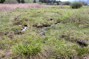 Najnižšie časti slatinného rašeliniska so zachovaným, vyrovnaným vodným režimom a niekoľkými šlenkami.
