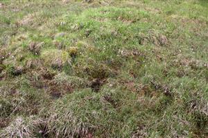 Vegetačný kryt v dobre zachovanej časti TML