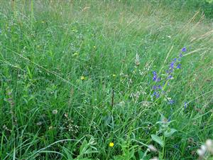 biotop pri chate (pravidelne kosený)