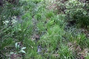 pôvodné šlenky s Utricularia minor zarastajú vegetáciou.